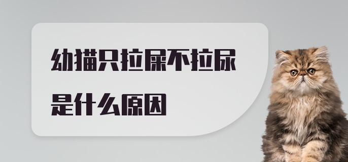 幼猫只拉屎不拉尿是什么原因