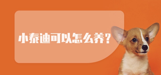 小泰迪可以怎么养？