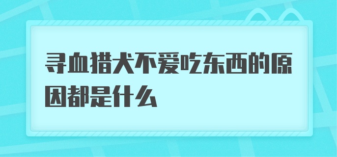 寻血猎犬不爱吃东西的原因都是什么