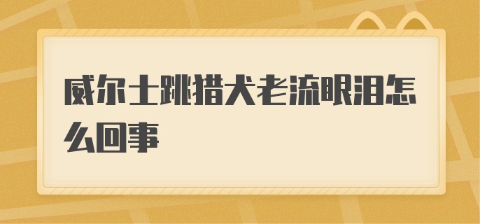 威尔士跳猎犬老流眼泪怎么回事