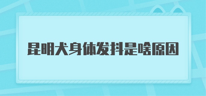 昆明犬身体发抖是啥原因