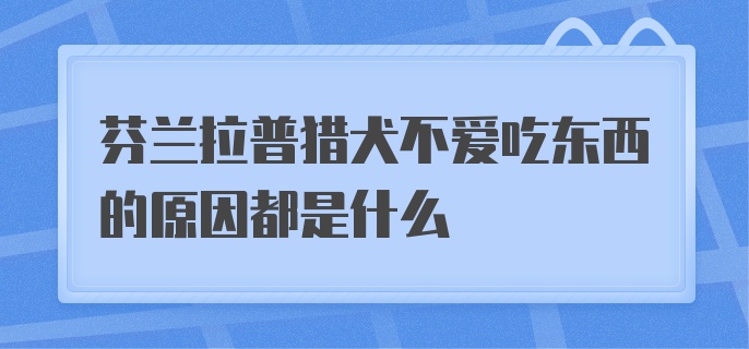 芬兰拉普猎犬不爱吃东西的原因都是什么