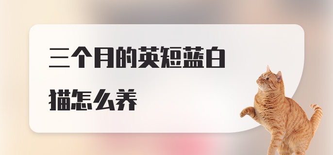 三个月的英短蓝白猫怎么养