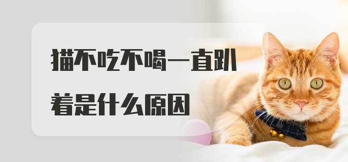 猫不吃不喝一直趴着是什么原因