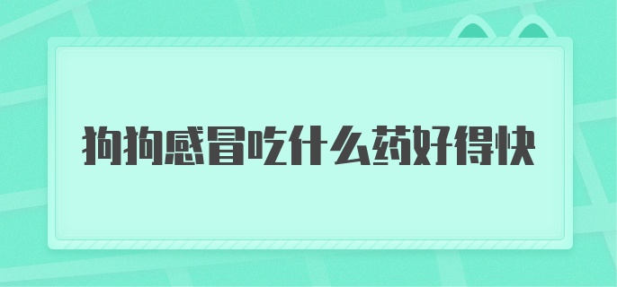 狗狗感冒吃什么药好得快