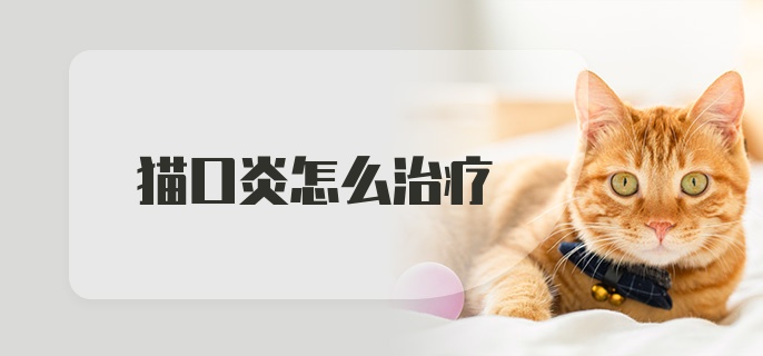 猫口炎怎么治疗