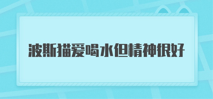 波斯猫爱喝水但精神很好