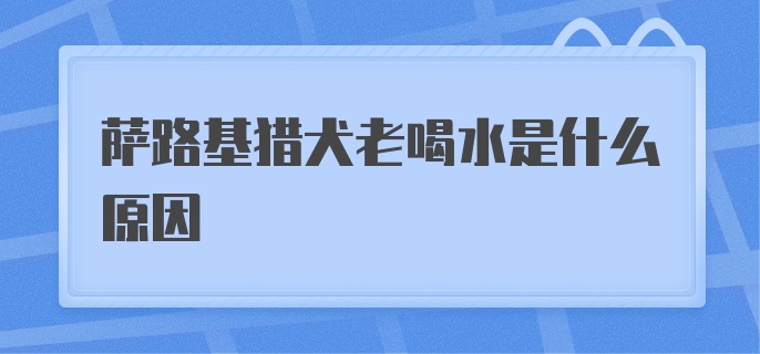 萨路基猎犬老喝水是什么原因