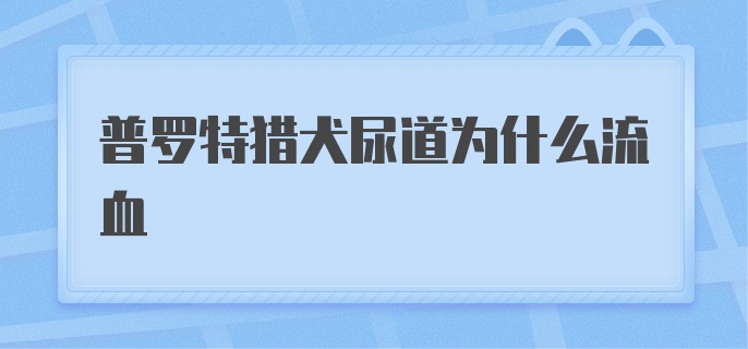 普罗特猎犬尿道为什么流血