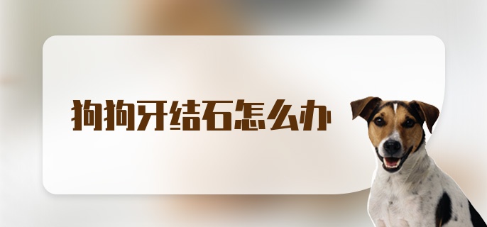 狗狗牙结石怎么办