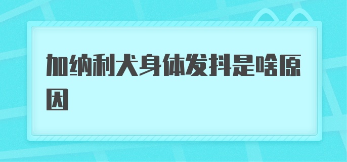 加纳利犬身体发抖是啥原因