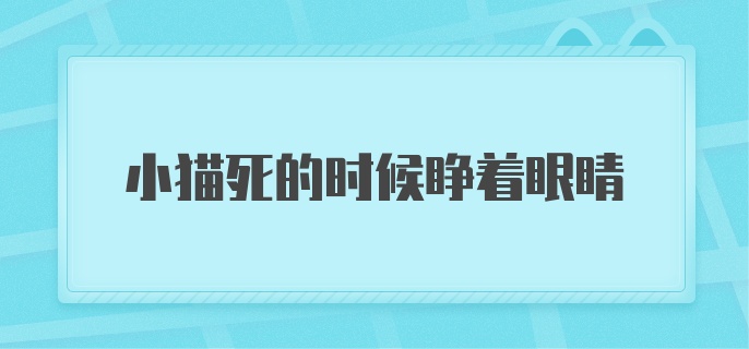 小猫死的时候睁着眼睛