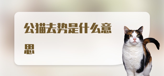 公猫去势是什么意思