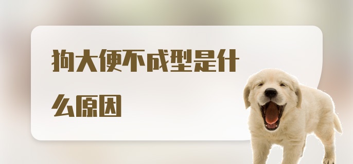 狗大便不成型是什么原因