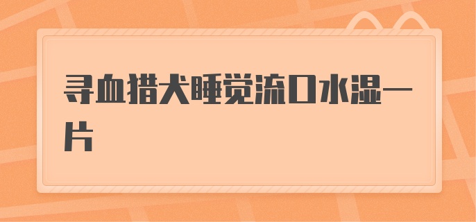 寻血猎犬睡觉流口水湿一片