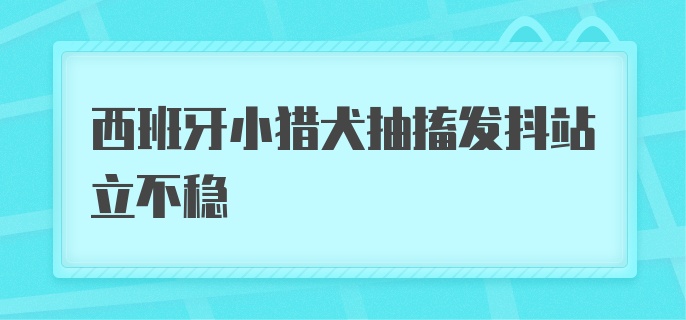 西班牙小猎犬抽搐发抖站立不稳