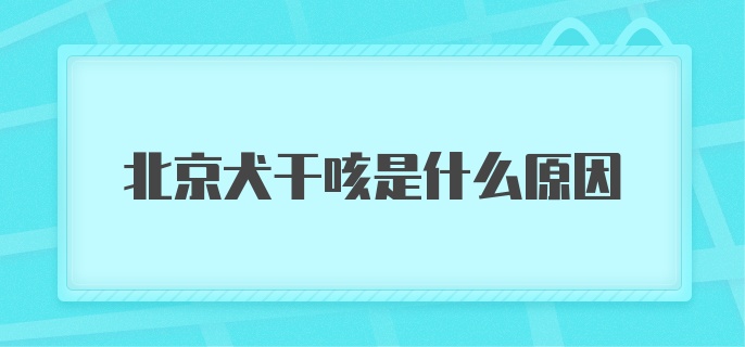 北京犬干咳是什么原因