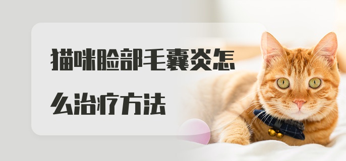 猫咪脸部毛囊炎怎么治疗方法