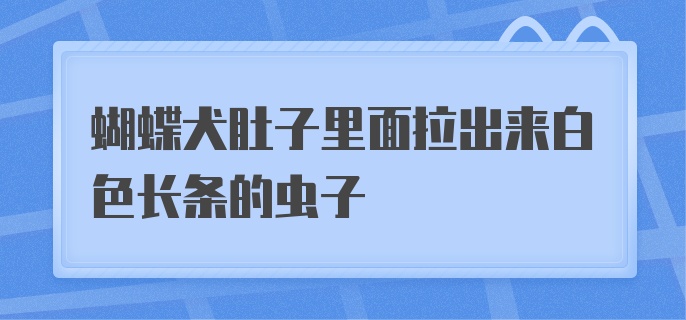 蝴蝶犬肚子里面拉出来白色长条的虫子