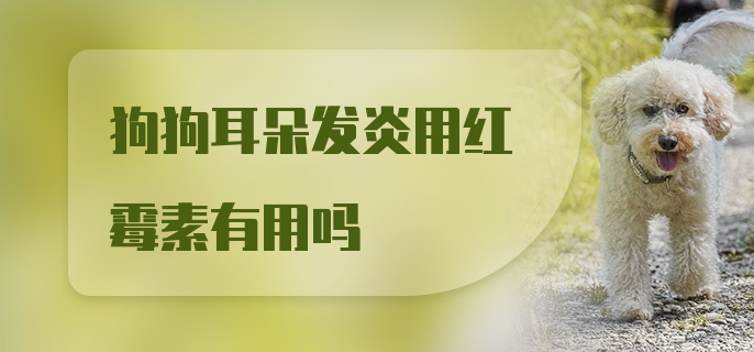 狗狗耳朵发炎用红霉素有用吗