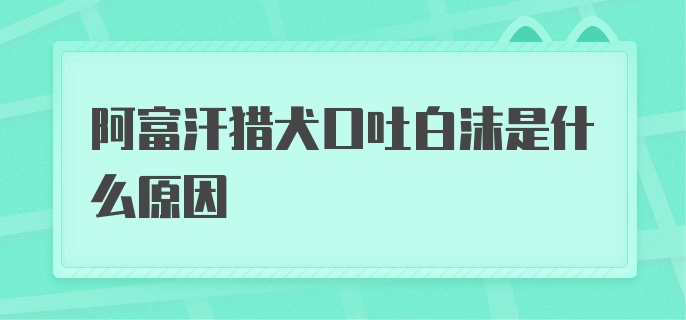 阿富汗猎犬口吐白沫是什么原因