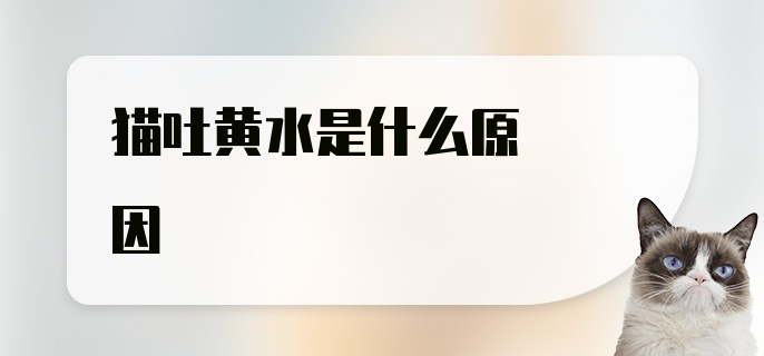 猫吐黄水是什么原因