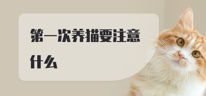 第一次养猫要注意什么