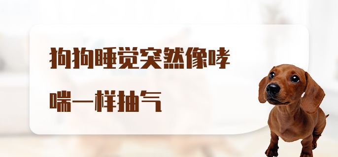 狗狗睡觉突然像哮喘一样抽气