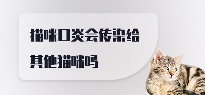 猫咪口炎会传染给其他猫咪吗