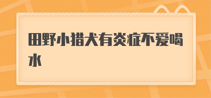 田野小猎犬有炎症不爱喝水