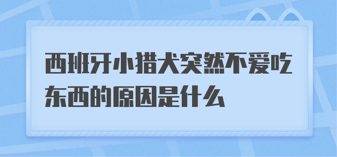 西班牙小猎犬突然不爱吃东西的原因是什么