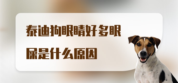 泰迪狗眼睛好多眼屎是什么原因