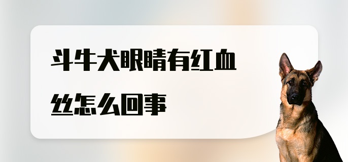 斗牛犬眼睛有红血丝怎么回事