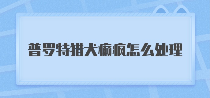 普罗特猎犬癫疯怎么处理