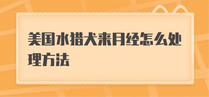 美国水猎犬来月经怎么处理方法