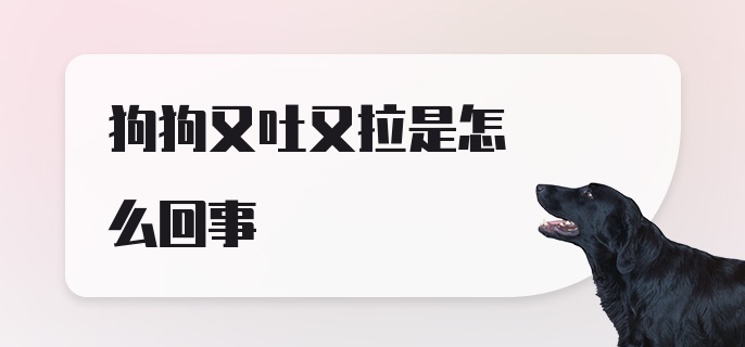 狗狗又吐又拉是怎么回事