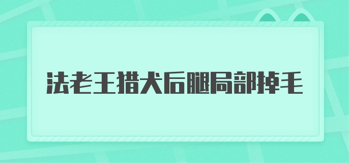 法老王猎犬后腿局部掉毛