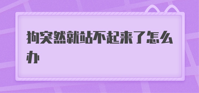 狗突然就站不起来了怎么办