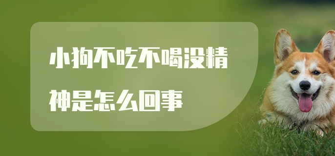 小狗不吃不喝没精神是怎么回事