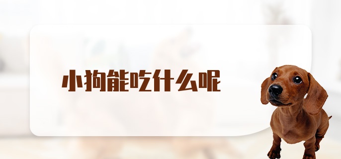 小狗能吃什么呢