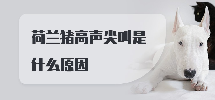 荷兰猪高声尖叫是什么原因