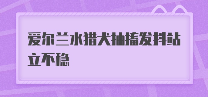 爱尔兰水猎犬抽搐发抖站立不稳