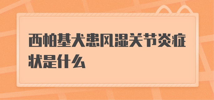 西帕基犬患风湿关节炎症状是什么