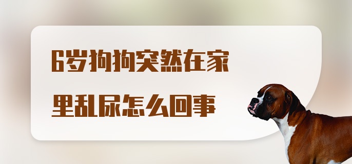 6岁狗狗突然在家里乱尿怎么回事