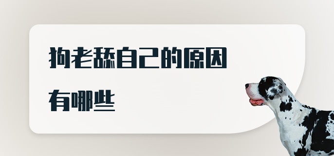 狗老舔自己的原因有哪些