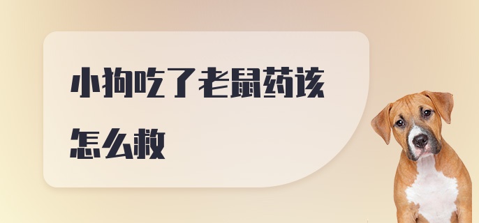 小狗吃了老鼠药该怎么救