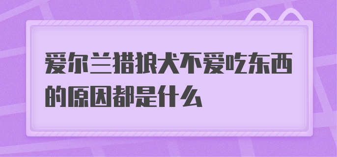 爱尔兰猎狼犬不爱吃东西的原因都是什么