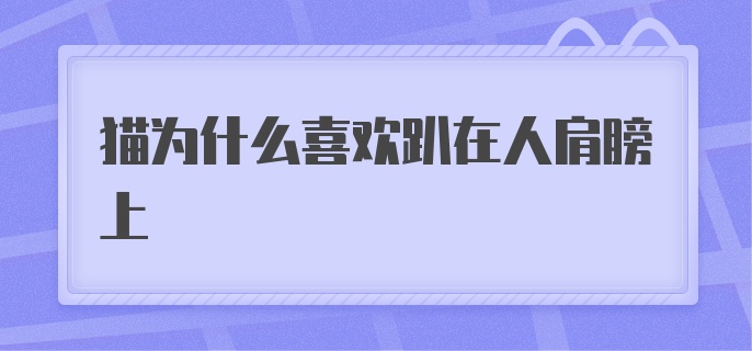 猫为什么喜欢趴在人肩膀上