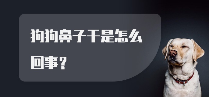 狗狗鼻子干是怎么回事？