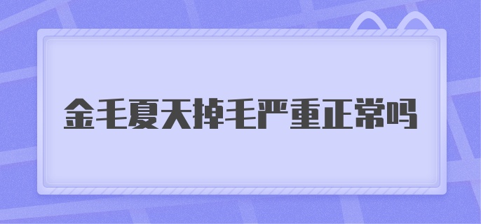 金毛夏天掉毛严重正常吗